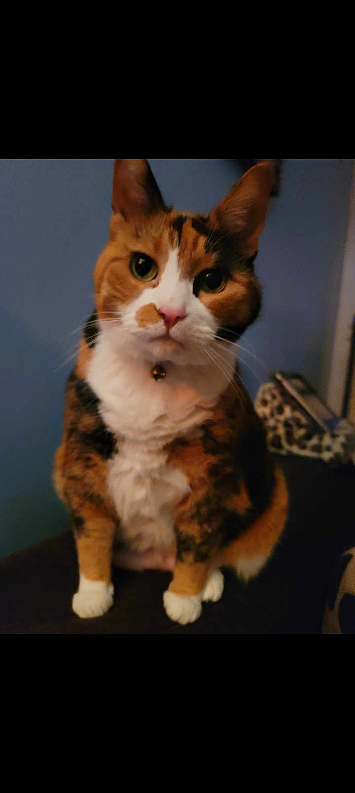 Pinkiepu is registered to the contest to win money with this photo: cat, calico_cat, pet, animal, feline, sitting, indoor, collar, bell, whiskers, fur, paws, portrait, cute, curious, looking_at_camera, domestic_animal, mammal, closeup, face