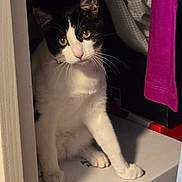 Kuto is registered to the contest to win money with this photo: animal, black_and_white, box, cat, closet, clothing, curious, curled_tail, doorframe, fabric, feline, fur, home, indoor, looking, paw, pet, shadow, whiskers, yellow_eyes