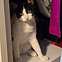 animal, black_and_white, box, cat, closet, clothing, curious, curled_tail, doorframe, fabric, feline, fur, home, indoor, looking, paw, pet, shadow, whiskers, yellow_eyes