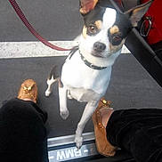 Boo joined the competition — help win amazing prizes! dog, small_dog, chihuahua, leash, collar, person, footwear, loafers, car_door, car_interior, red_seat, pavement, parking_lot, black_pants, white_marking, vehicle, pet, outdoor, looking_up, standing