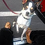 dog, small_dog, chihuahua, leash, collar, person, footwear, loafers, car_door, car_interior, red_seat, pavement, parking_lot, black_pants, white_marking, vehicle, pet, outdoor, looking_up, standing