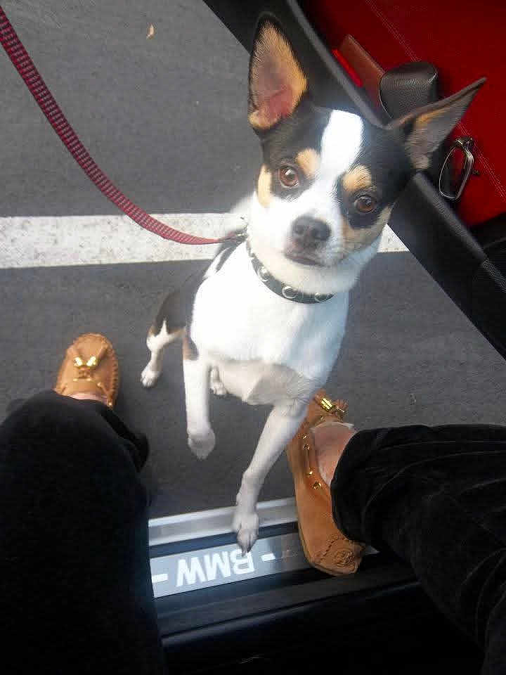 Boo joined the competition — help win amazing prizes! dog, small_dog, chihuahua, leash, collar, person, footwear, loafers, car_door, car_interior, red_seat, pavement, parking_lot, black_pants, white_marking, vehicle, pet, outdoor, looking_up, standing