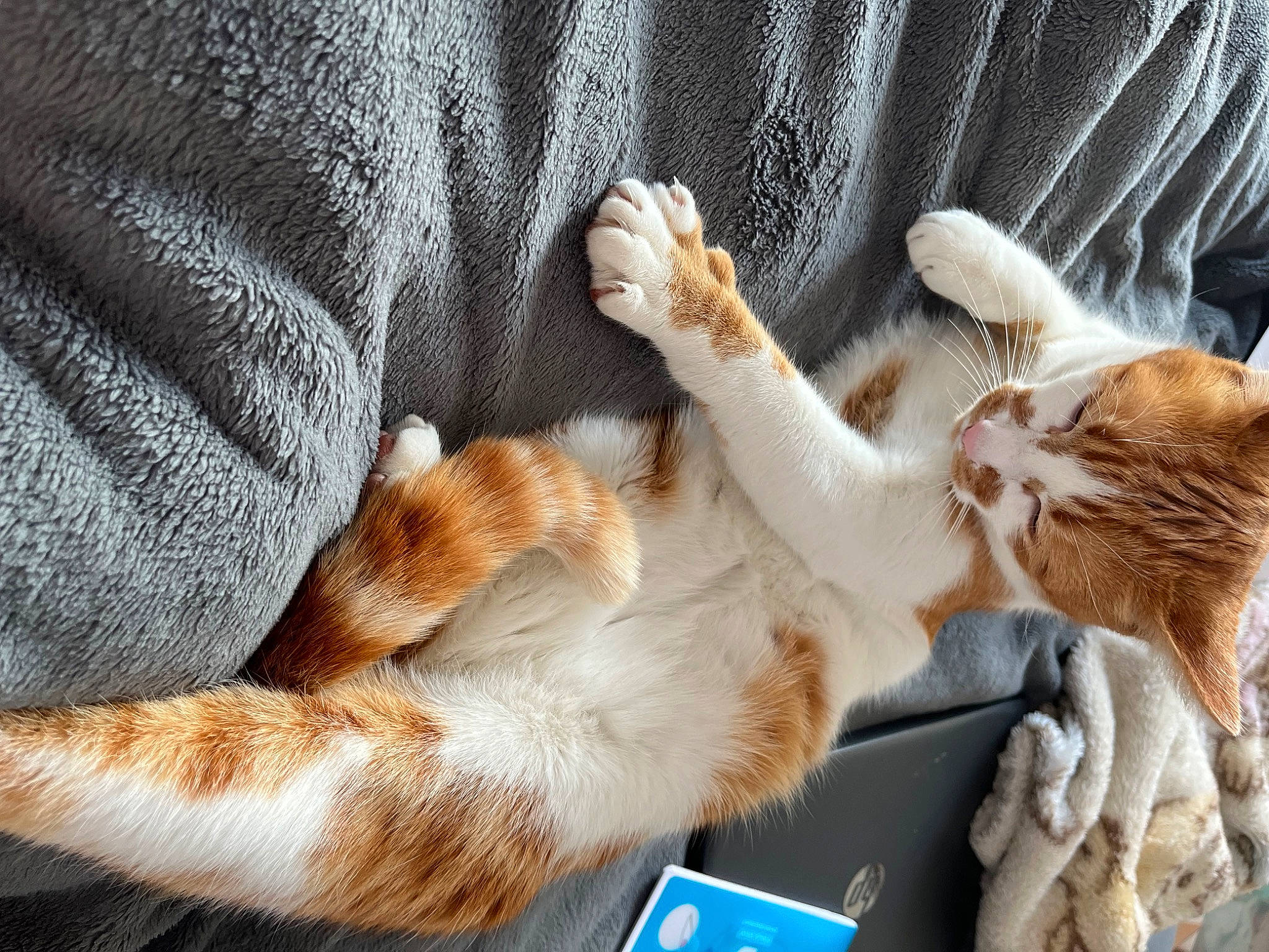 Sucuk participe au concours pour gagner de l'argent avec cette photo : carnivore, cat, claw, comfort, companion_dog, domestic_short_haired_cat, fawn, felidae, foot, fur, gesture, linens, nap, paw, small_to_medium_sized_cats, tail, textile, whiskers