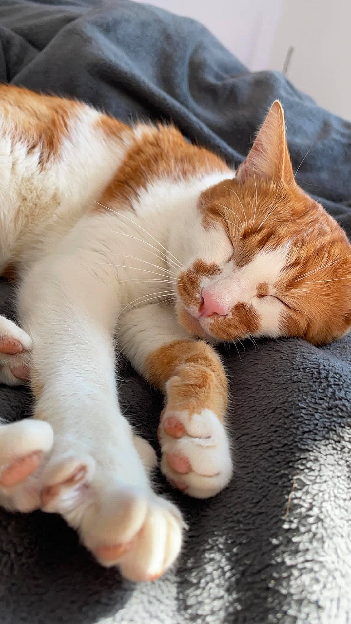 Sucuk participe au concours pour gagner de l'argent avec cette photo : carnivore, cat, claw, close_up, comfort, domestic_short_haired_cat, fawn, felidae, foot, fur, leg, mammal, nap, paw, sitting, sleep, small_to_medium_sized_cats, snout, tail, whiskers