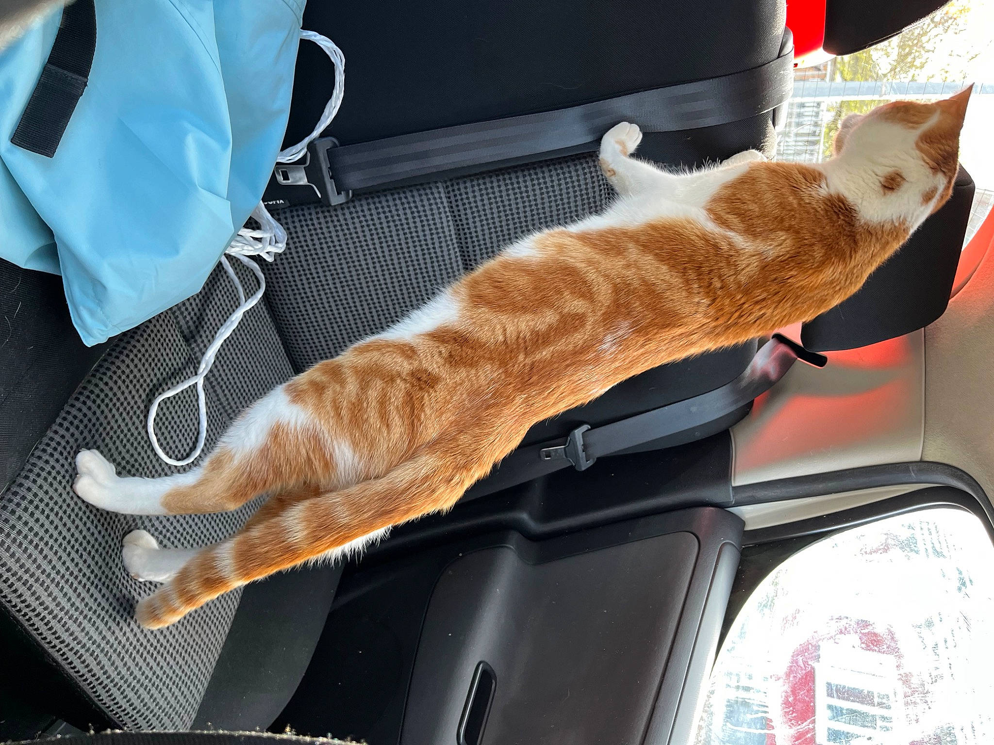 Sucuk participe au concours pour gagner de l'argent avec cette photo : automotive_design, automotive_exterior, automotive_lighting, automotive_mirror, bag, car, carnivore, cat, comfort, fawn, felidae, fender, hood, mammal, motor_vehicle, small_to_medium_sized_cats, vehicle, vehicle_door, vertebrate, whiskers