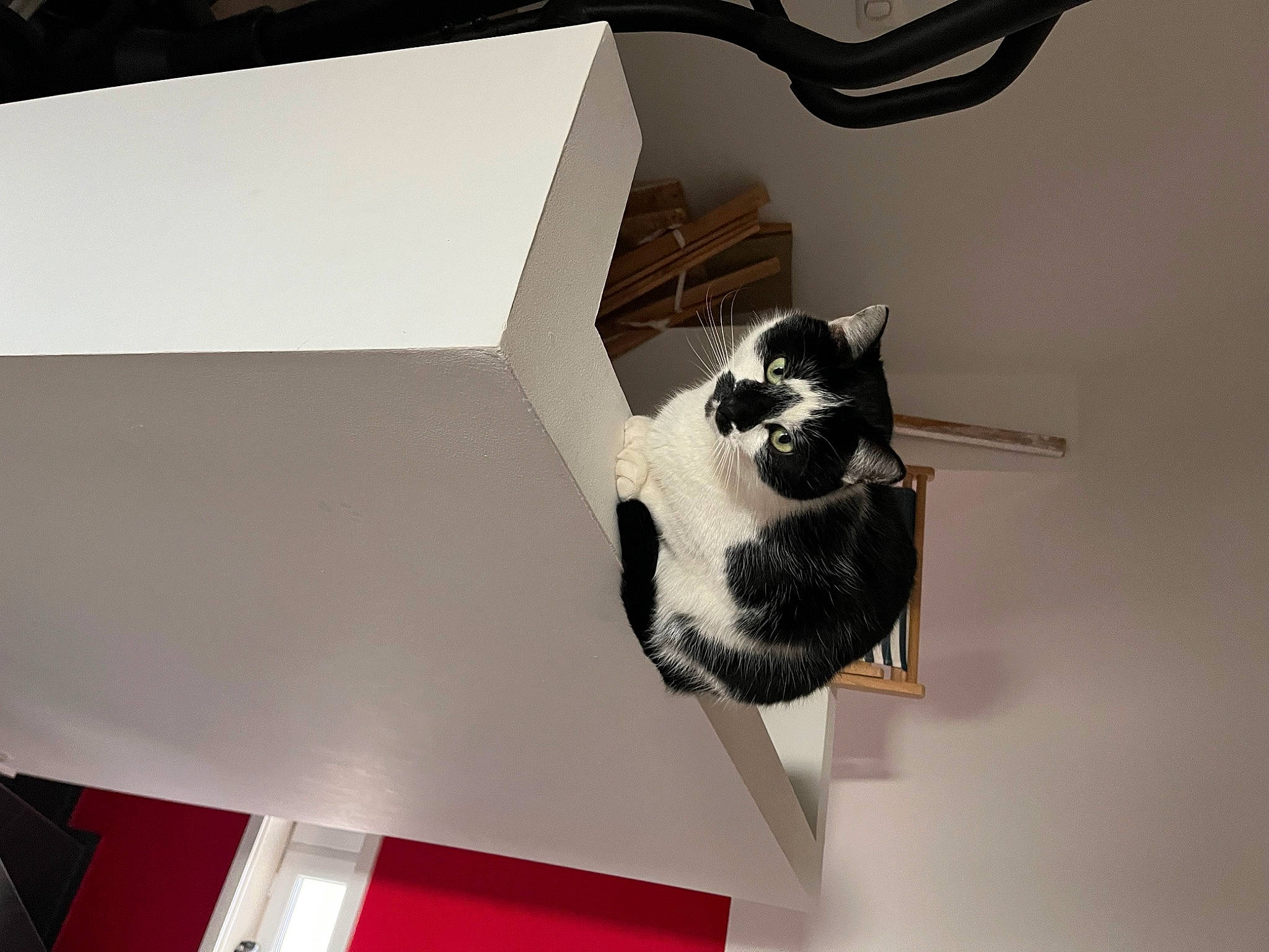 Isis a rejoint le concours — aidez-le/la à gagner de superbes lots ! automotive_design, carmine, carnivore, cat, ceiling, domestic_short_haired_cat, eyewear, felidae, font, grey, monochrome_photography, room, shadow, shelf, shelving, small_to_medium_sized_cats, stairs, tail, whiskers, wood