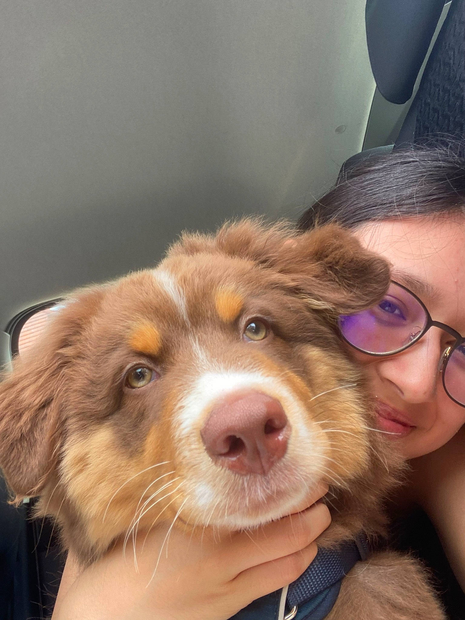 Chokdee participe au concours pour gagner de l'argent avec cette photo : carnivore, companion_dog, dog, dog_breed, ear, eyelash, eyewear, fawn, gesture, glasses, happy, jaw, liver, long_hair, nose, skin, snout, vision_care, whiskers, working_animal