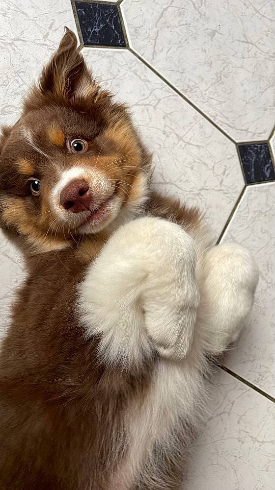 Chokdee participe au concours pour gagner de l'argent avec cette photo : ancient_dog_breeds, canidae, carnivore, companion_dog, dog, dog_breed, fawn, fur, german_spitz, herding_dog, liver, paw, snout, sporting_group, tail, terrestrial_animal, whiskers, winter, working_animal, working_dog