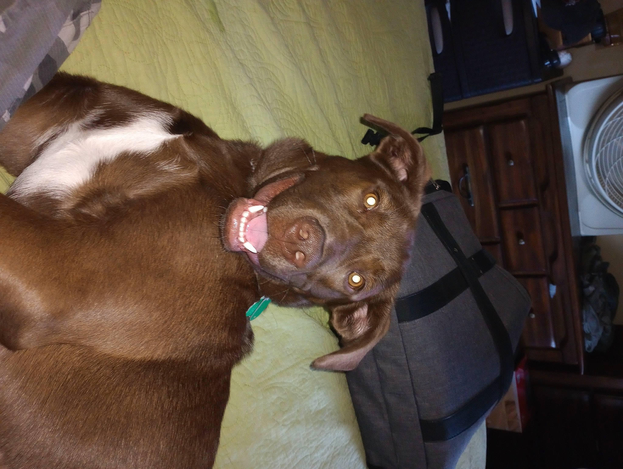 Mary Jane is registered to the contest to win money with this photo: canidae, carnivore, collar, companion_dog, dog, dog_breed, dog_collar, ear, fawn, fur, guard_dog, home_appliance, liver, non_sporting_group, snout, sporting_group, tail, whiskers, working_animal, wrinkle