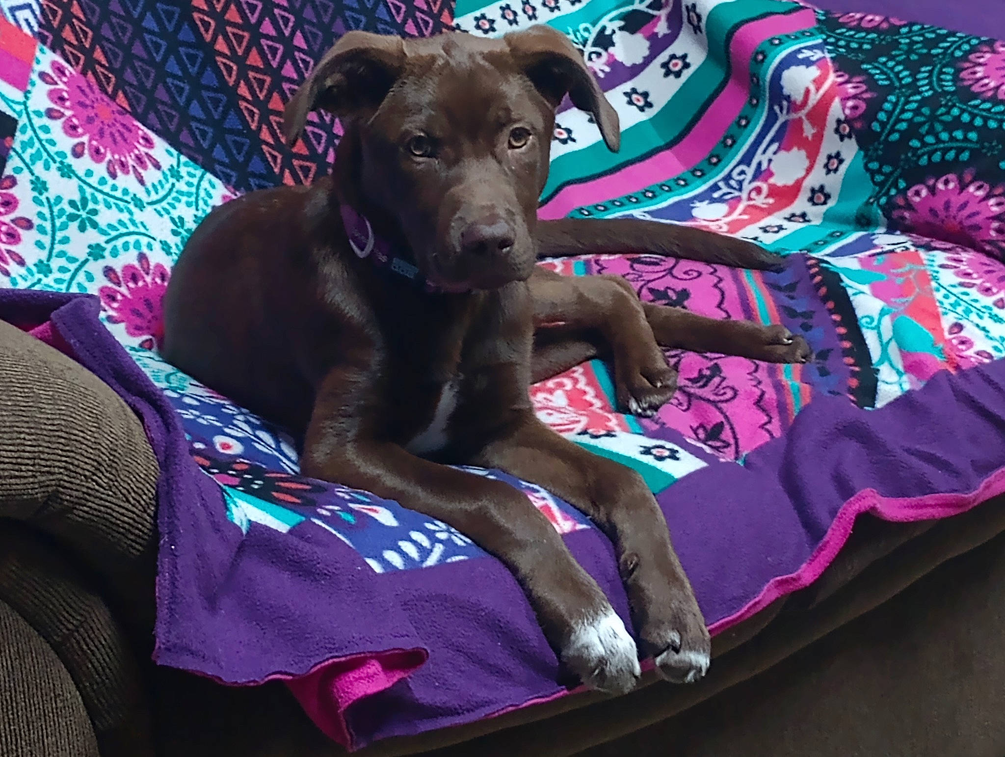 Mary Jane is registered to the contest to win money with this photo: canidae, carnivore, collar, comfort, companion_dog, couch, dog, dog_breed, dog_collar, dog_supply, electric_blue, fawn, linens, magenta, pet_supply, pink, purple, sporting_group, violet, working_animal