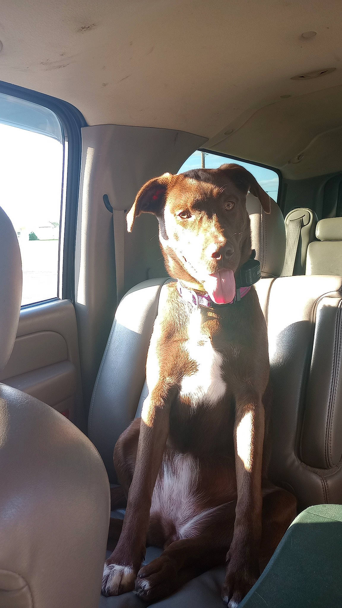 Mary Jane joined the competition — help win amazing prizes! auto_part, automotive_exterior, car, car_seat, car_seat_cover, carnivore, collar, comfort, companion_dog, dog, dog_breed, family_car, head_restraint, seat_belt, steering_part, tints_and_shades, vehicle, vehicle_door, whiskers, window