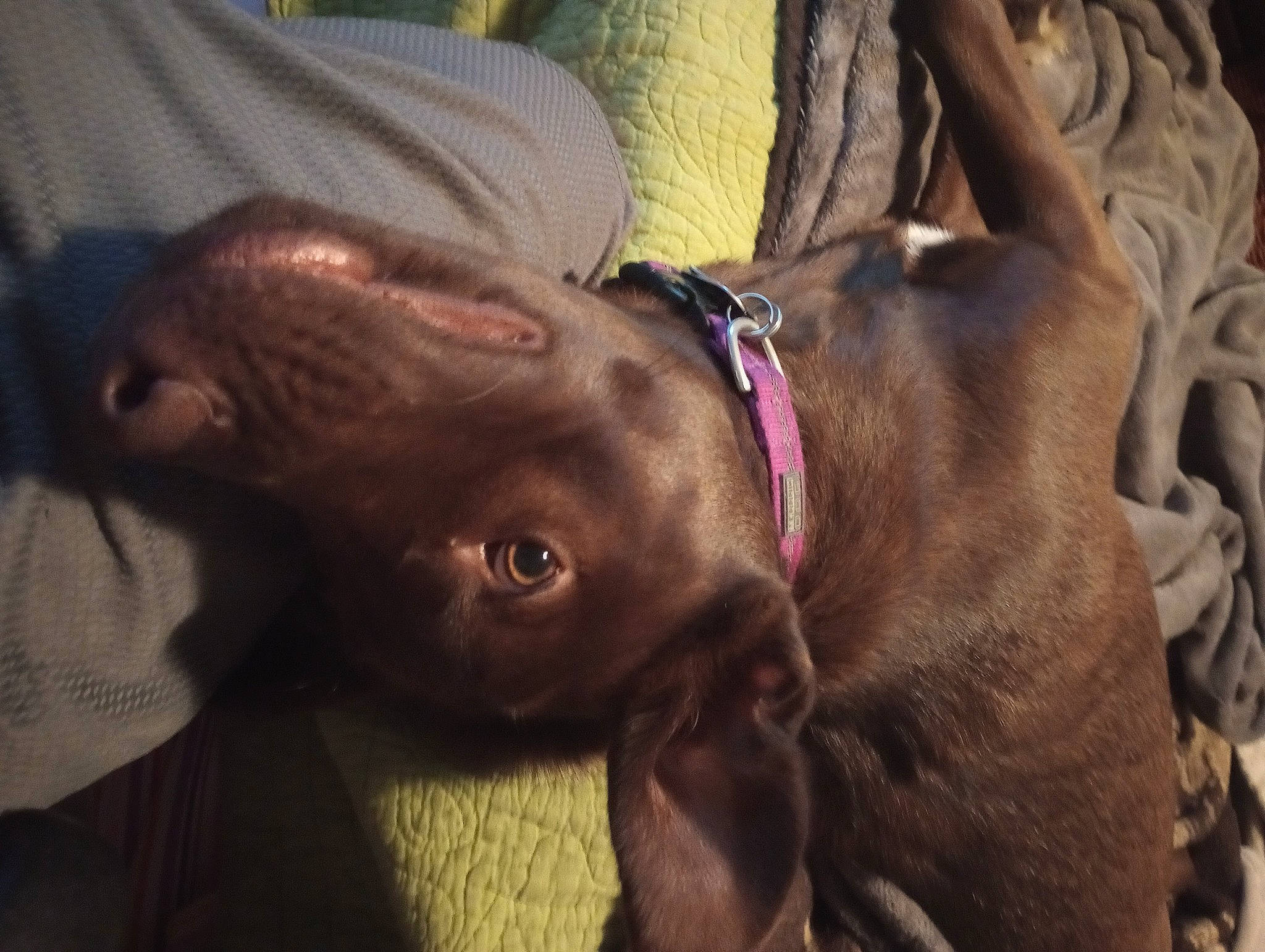 Mary Jane joined the competition — help win amazing prizes! brown, canidae, carnivore, collar, comfort, dog, dog_breed, dog_collar, ear, fawn, liver, natural_material, pet_supply, plant, snout, sporting_group, terrestrial_animal, whiskers, working_animal, wrinkle