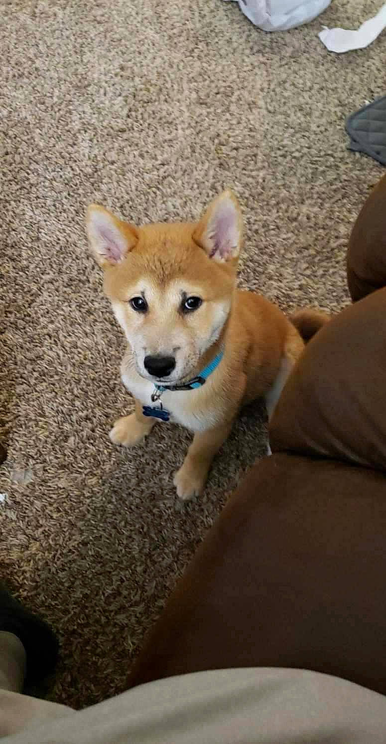 Trigger is registered to the contest to win money with this photo: ancient_dog_breeds, canidae, canis, carnivore, companion_dog, dog, dog_breed, fawn, fur, non_sporting_group, snout, spitz, sporting_group, tail, terrestrial_animal, whiskers, wildlife, working_animal