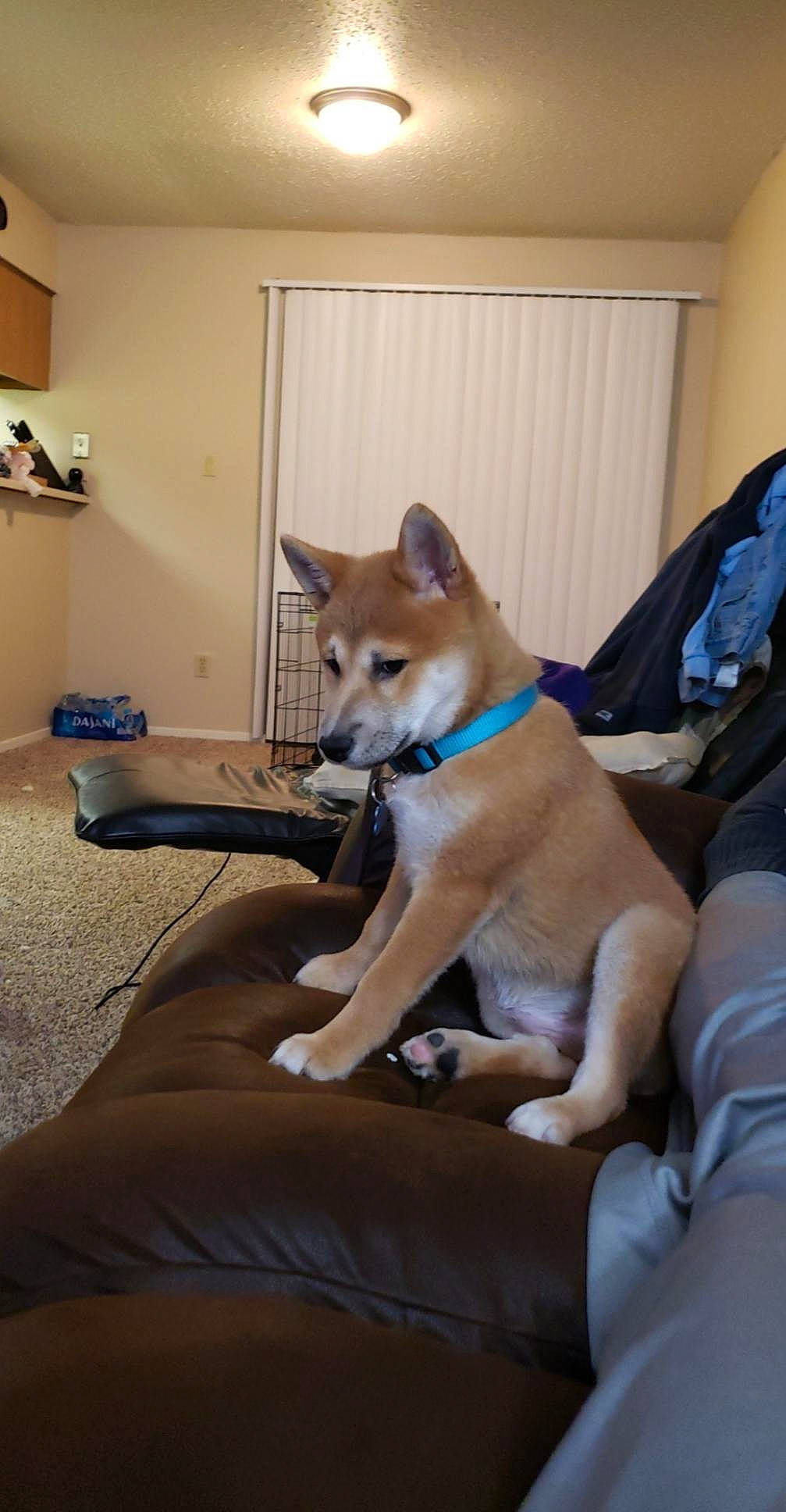 Trigger joined the competition — help win amazing prizes! canis, carnivore, comfort, companion_dog, couch, dog, dog_breed, dog_supply, fawn, flooring, fur, hardwood, puppy, room, spitz, sporting_group, tail, window, wood, working_animal