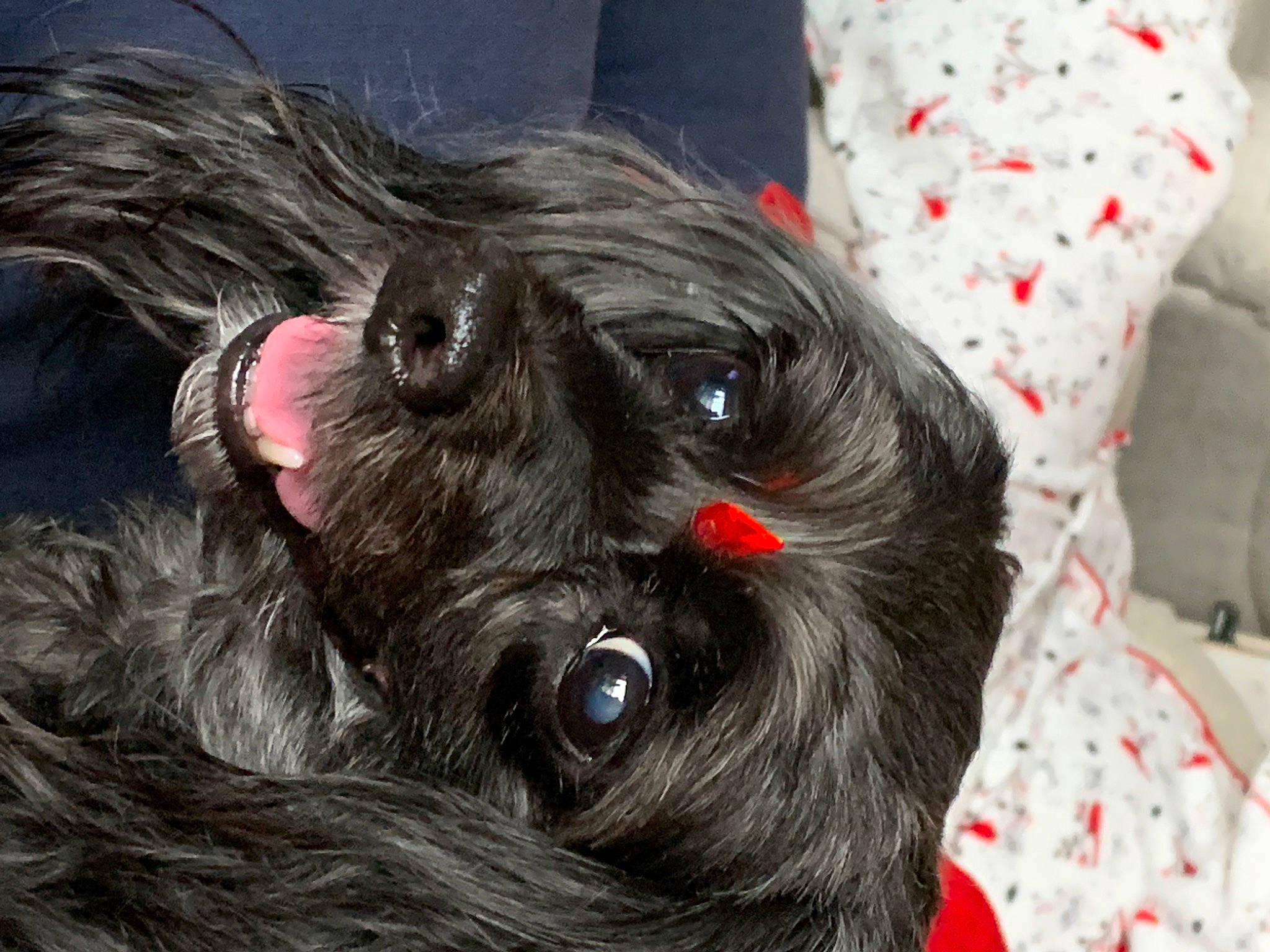 Ladybug joined the competition — help win amazing prizes! canidae, carnivore, companion_dog, dog, dog_breed, dog_collar, dog_supply, ear, fawn, fur, grey, liver, schnauzer, snout, sporting_group, standard_schnauzer, terrier, toy_dog, whiskers, working_animal