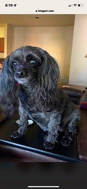 Ladybug joined the competition — help win amazing prizes! canidae, carnivore, cocker_spaniel, companion_dog, dog, dog_breed, fur, gun_dog, liver, non_sporting_group, rim, snout, spaniel, sporting_group, working_animal