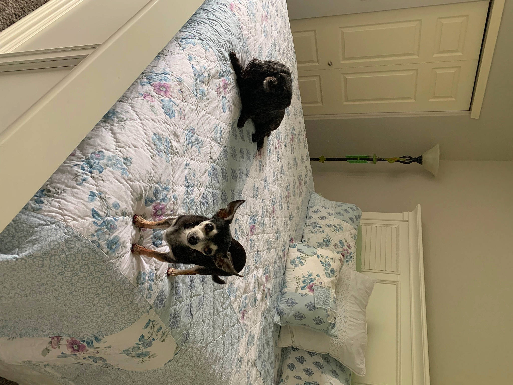 Chloe joined the competition — help win amazing prizes! carnivore, comfort, companion_dog, dog, dog_breed, fawn, felidae, floor, flooring, grey, hardwood, interior_design, linens, mammal, small_to_medium_sized_cats, tail, textile, vertebrate, whiskers, wood