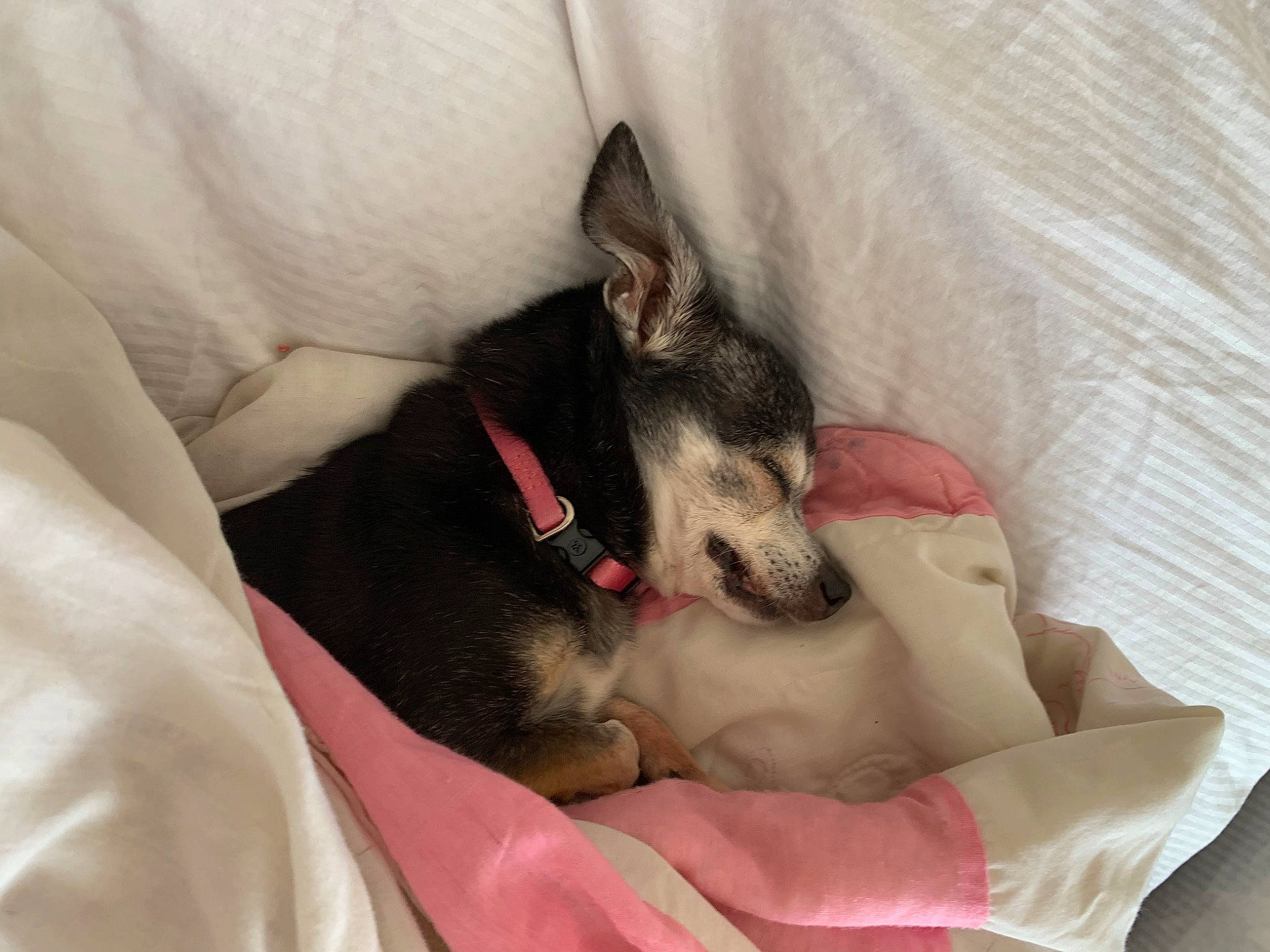 Chloe joined the competition — help win amazing prizes! canidae, carnivore, chihuahua, comfort, companion_dog, dog, dog_breed, fawn, felidae, fur, linens, non_sporting_group, paw, siberian_husky, small_to_medium_sized_cats, sporting_group, toy_dog, whiskers, working_animal