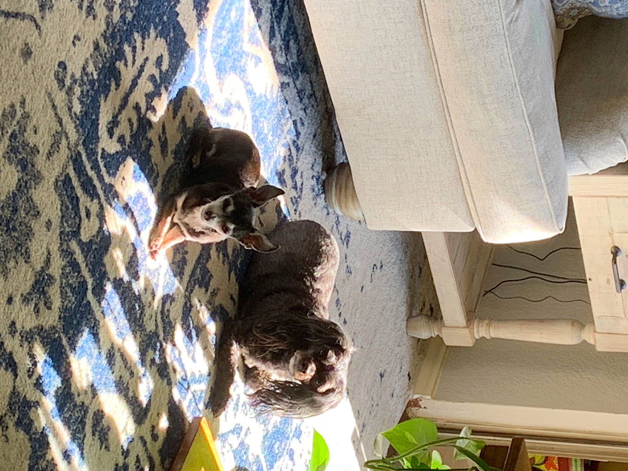 Chloe is registered to the contest to win money with this photo: art, auto_part, daytime, facade, felidae, fur, leisure, pattern, reflection, rock, sculpture, shadow, small_to_medium_sized_cats, tree, window, winter, wood