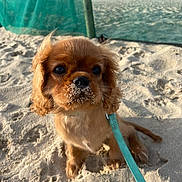 Aïko participe au concours pour gagner de l'argent avec cette photo : puppy, dog, beach, sand, leash, cute, pet, outdoor, animal, brown_fur, small_dog, curly_fur, sunlight, playful, closeup, adorable, young_dog, summer, nature, canine