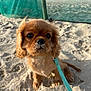 puppy, dog, beach, sand, leash, cute, pet, outdoor, animal, brown_fur, small_dog, curly_fur, sunlight, playful, closeup, adorable, young_dog, summer, nature, canine
