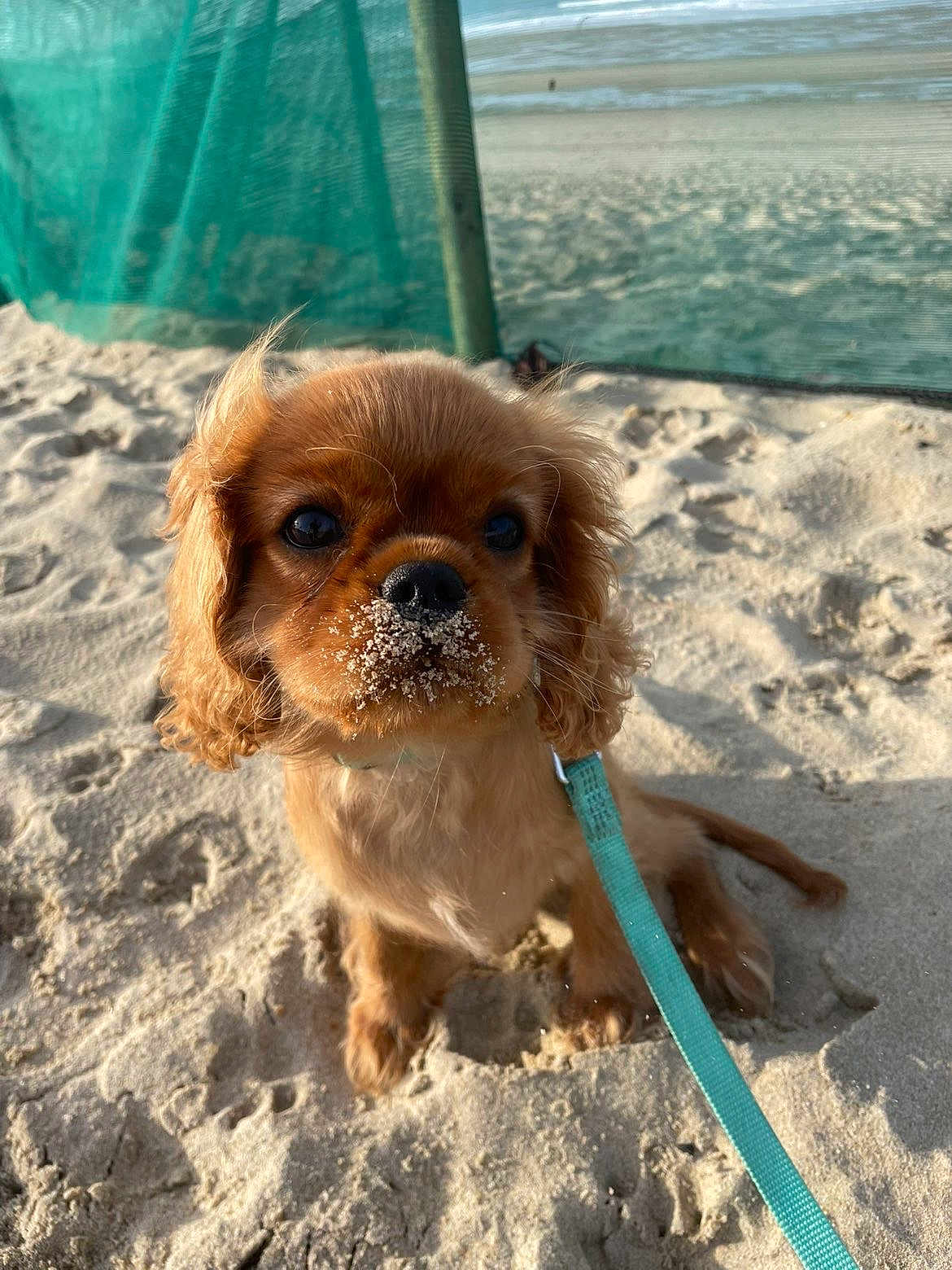 Aïko participe au concours pour gagner de l'argent avec cette photo : puppy, dog, beach, sand, leash, cute, pet, outdoor, animal, brown_fur, small_dog, curly_fur, sunlight, playful, closeup, adorable, young_dog, summer, nature, canine