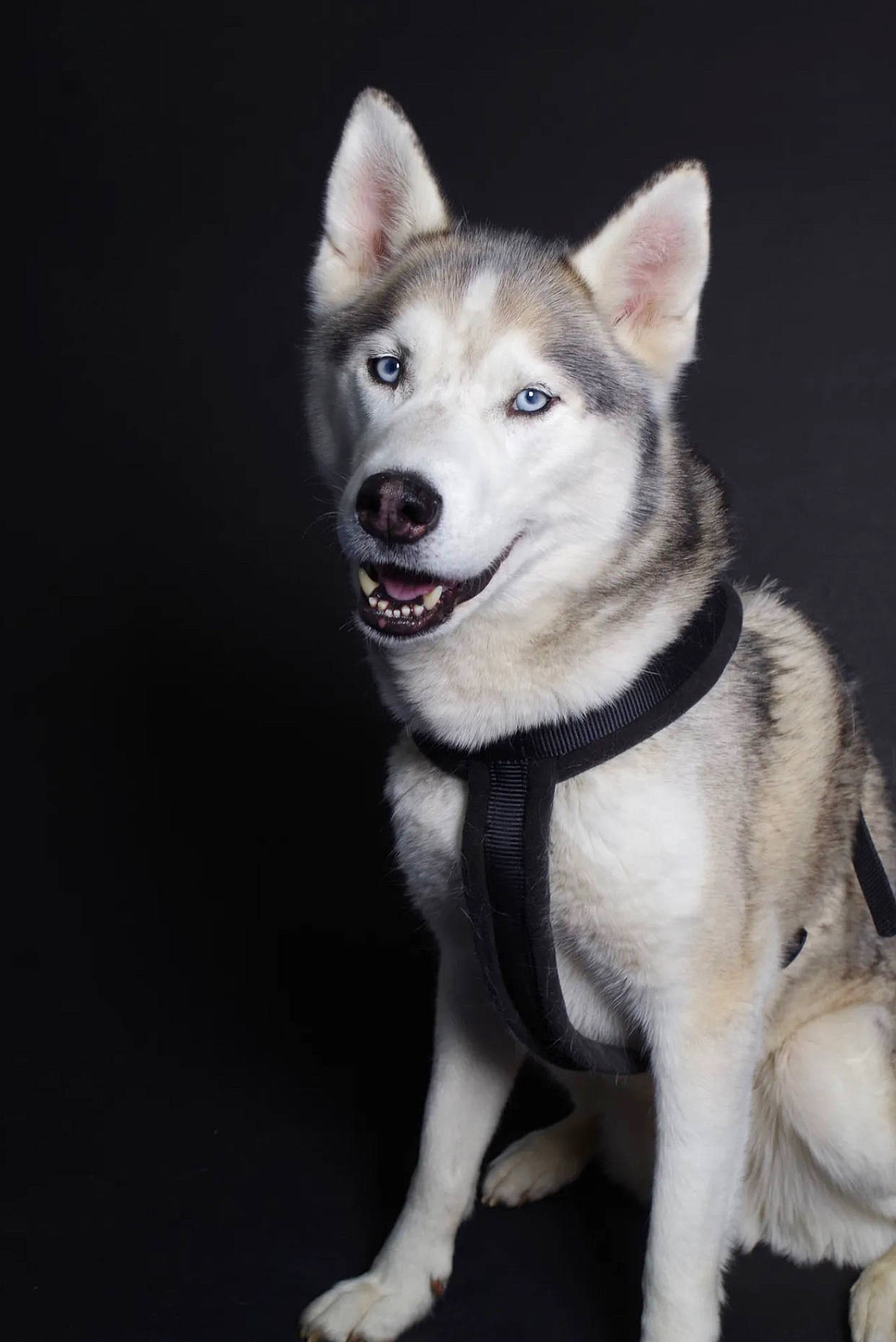 Demon joined the competition — help win amazing prizes! ancient_dog_breeds, canidae, canis, carnivore, companion_dog, dog, dog_breed, fang, fur, non_sporting_group, siberian_husky, sled_dog, snout, sporting_group, tail, whiskers, wolf, working_animal, working_dog