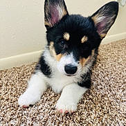 Tommy joined the competition — help win amazing prizes! adorable, animal, carpet, closeup, cute, dog, domestic, ears, face, fur, indoor, laying, mammal, nose, paw, pet, puppy, small, tricolor, young