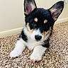 adorable, animal, carpet, closeup, cute, dog, domestic, ears, face, fur, indoor, laying, mammal, nose, paw, pet, puppy, small, tricolor, young