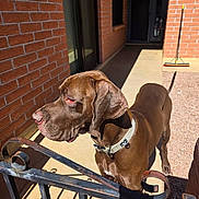 Marty Mcfly is registered to the contest to win money with this photo: dog, brown_dog, collar, gate, wrought_iron, brick_wall, sunlight, shadow, porch, broom, outdoor, pet, canine, animal, standing, alert, fence, daylight, domestic, watchful