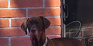 Marty Mcfly is registered to the contest to win money with this photo: dog, brown_dog, brick_wall, shadow, outdoor, pet, collar, glass_door, furniture, patio, sunlight, animal, canine, alert, standing, domestic_animal, window, handle, calm, daylight