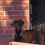 dog, brown_dog, brick_wall, shadow, outdoor, pet, collar, glass_door, furniture, patio, sunlight, animal, canine, alert, standing, domestic_animal, window, handle, calm, daylight