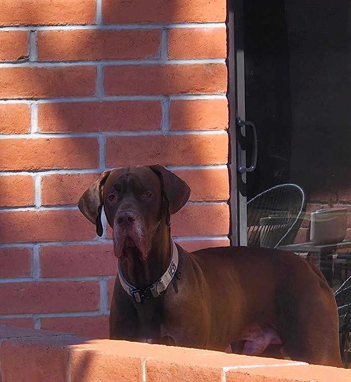 Marty Mcfly is registered to the contest to win money with this photo: dog, brown_dog, brick_wall, shadow, outdoor, pet, collar, glass_door, furniture, patio, sunlight, animal, canine, alert, standing, domestic_animal, window, handle, calm, daylight