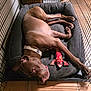 Marty Mcfly joined the competition — help win amazing prizes! dog, brown_dog, pet, cage, dog_bed, stuffed_toy, indoor, resting, animal, canine, collar, floor, tile_floor, furniture, comfort, relaxed, crate, toy, sleepy, cozy