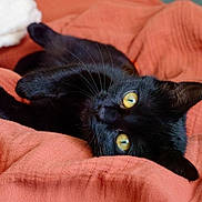 Velvet participe au concours pour gagner de l'argent avec cette photo : animal, black_cat, blanket, cat, close_up, cozy, cute, domestic_cat, feline, fur, indoor, lying_down, orange_blanket, pet, playful, relaxed, resting, soft_texture, whiskers, yellow_eyes