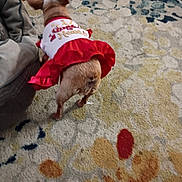 Margarita Olive is registered to the contest to win money with this photo: animal, carpet, clothing, colorful, cozy, cute, dog, dress, ears, floor, furniture, home, indoor, patterned_carpet, pet, red, small_dog, tail, walking, white