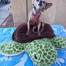 dog, chihuahua, hat, harness, plush_turtle, toy, blue_towel, outdoor, sidewalk, building_wall, pet, small_dog, animal, cute, pet_accessory, fabric, stuffed_animal, leash, curious_expression, sitting