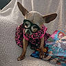 Margarita Olive is registered to the contest to win money with this photo: dog, chihuahua, glasses, costume, pink, leopard_print, blanket, book, coloring_book, pet, cute, small_dog, indoor, sitting, animal, accessory, fashion, portrait, cozy, funny