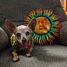 dog, chihuahua, tongue_out, pet, small_dog, armchair, gray_furniture, sun_decoration, colorful, indoor, cozy, cute, animal, ears, portrait, home_decor, wooden_cabinet, relaxed, companion, funny