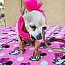 dog, chihuahua, pink, scarf, flower, blanket, minnie_mouse, pet, animal, cute, small_dog, yawning, sleepy, indoor, leash, pattern, fur, portrait, accessory, resting