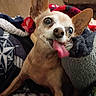 dog, tongue_out, blanket, cozy, small_dog, cute, pet, indoor, close_up, fur, ears, snout, animal, companion, relaxed, playful, home, resting, comfort, expression