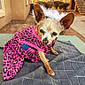 dog, chihuahua, pet, clothing, dress, pink, leopard_print, hat, accessory, outdoor, blanket, table, curious, small_dog, animal, cute, furry, ears, portrait, sitting