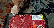 Margarita Olive is registered to the contest to win money with this photo: animal, beef, boneless, brown_dog, carpet, curious, dog, floor, food, indoor, label, meat, package, pet, raw_meat, small_dog, sniffing, steak, tray, white_dog