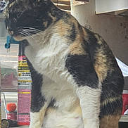 Patches joined the competition — help win amazing prizes! cat, calico_cat, indoor, kitchen, counter, household_items, bug_spray, window_blinds, feline, pet, fur, whiskers, sitting, domestic_animal, wood, natural_light, tabletop, calm, animal, close_up