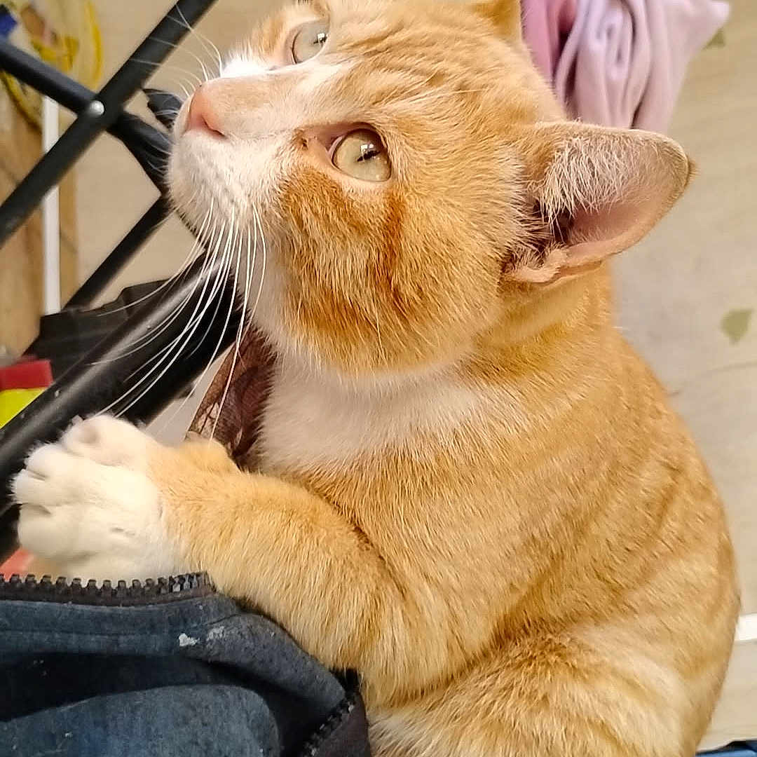 Cheddar Cheese joined the competition — help win amazing prizes! animal, cat, chair_leg, claw, close_up, clothing, curious, cute, domestic_animal, ears, eyes, fabric, feline, floor, fur, ginger_cat, indoor, pet, whiskers, white_paws