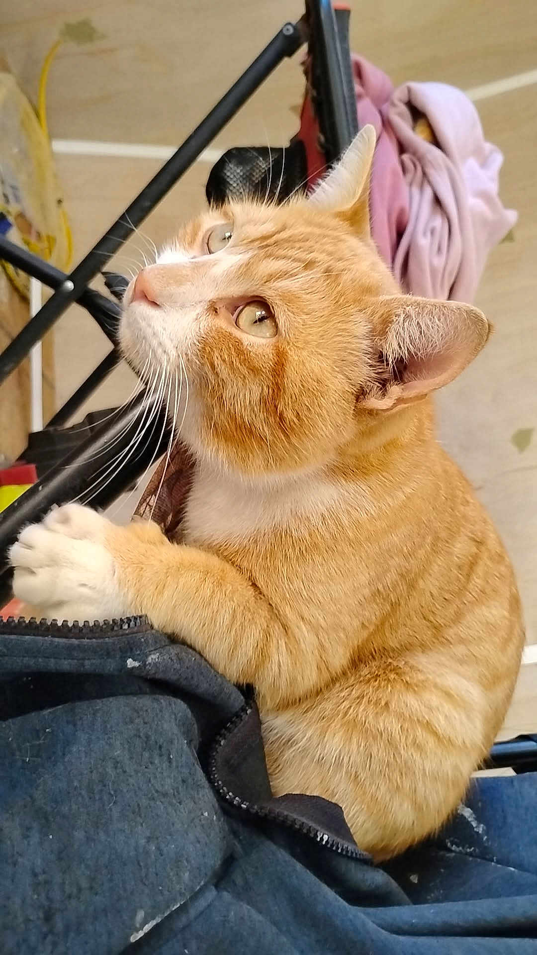 Cheddar Cheese joined the competition — help win amazing prizes! cat, ginger_cat, white_paws, indoor, curious, pet, feline, whiskers, claw, fabric, clothing, chair_leg, floor, domestic_animal, close_up, fur, ears, eyes, cute, animal