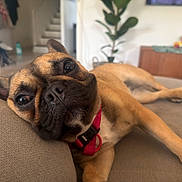 Marilou participe au concours pour gagner de l'argent avec cette photo : dog, brindle, french_bulldog, pet, animal, portrait, close_up, couch, indoors, living_room, relaxed, lying_down, red_harness, brown_fur, black_muzzle, large_eyes, funny_expression, houseplant, home, cozy