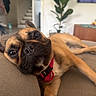 dog, brindle, french_bulldog, pet, animal, portrait, close_up, couch, indoors, living_room, relaxed, lying_down, red_harness, brown_fur, black_muzzle, large_eyes, funny_expression, houseplant, home, cozy