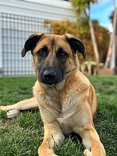 Doodle joined the competition — help win amazing prizes! ancient_dog_breeds, canidae, carnivore, companion_dog, dog, dog_breed, fawn, grass, great_dane, guard_dog, kangal_dog, plant, sporting_group, street_dog, terrestrial_animal, tree, working_dog