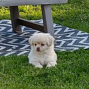 Léon participe au concours pour gagner de l'argent avec cette photo : puppy, dog, grass, outdoor, bench, pillow, rug, white, pet, animal, cute, fluffy, nature, resting, small_dog, summer, garden, relaxing, daylight, adorable